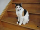 New Calico